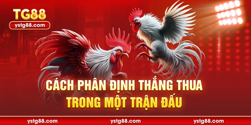 Đá Gà Cựa Dao Trực Tiếp Tại TG88 - Kịch Tính Từng Giây 2 cách phân định thắng thua trong 1 trận đấu